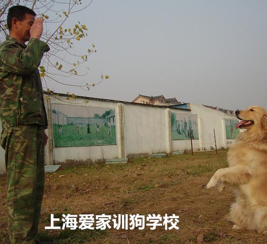 训狗师培训费用多少