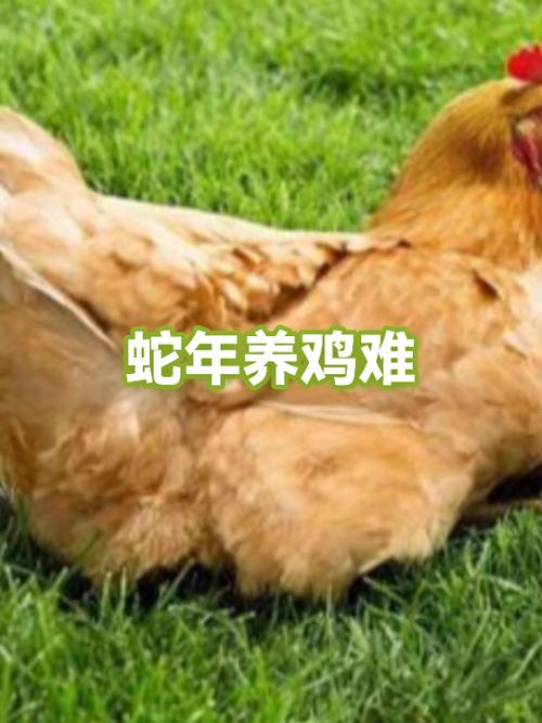 养鸡最旺的三个生肖截图