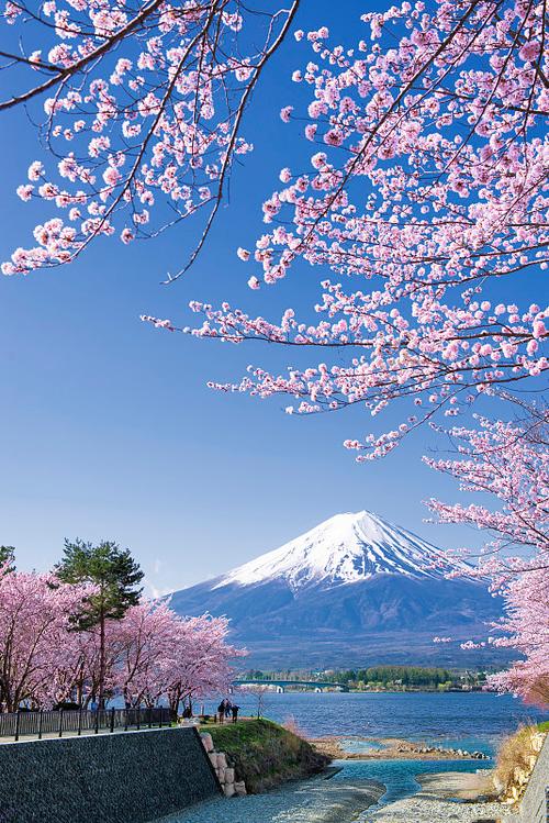 日本樱花树