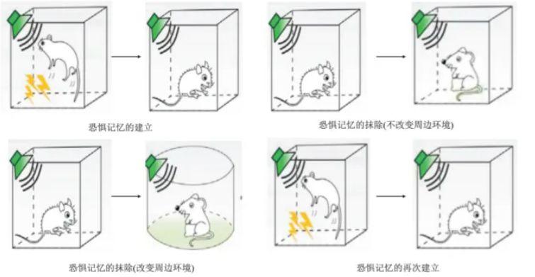 暗示影响记忆的实验