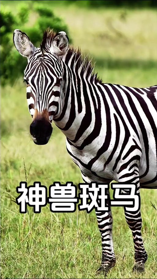 白斑马图片