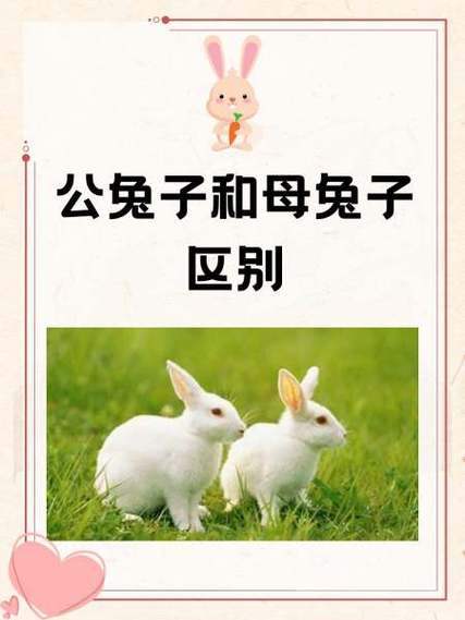 兔子父女繁殖了怎么办