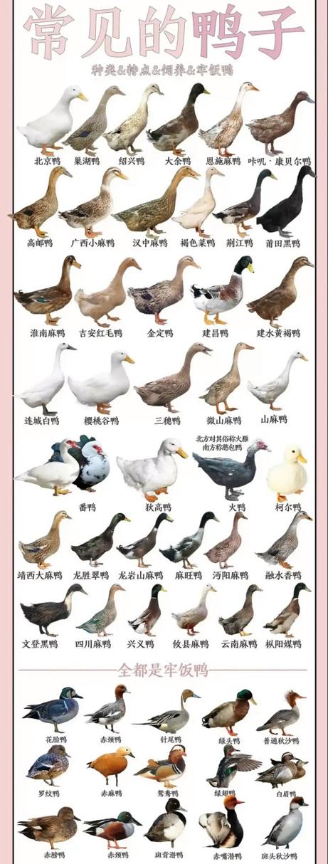 鸭的品种类型