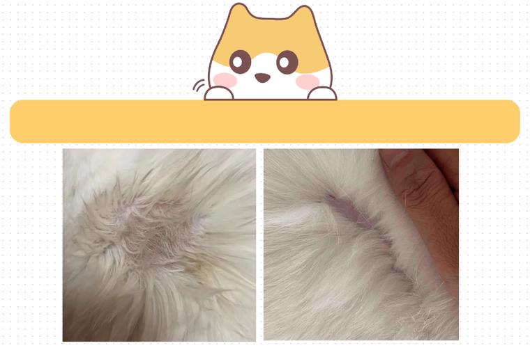 猫尾巴根部秃了图片