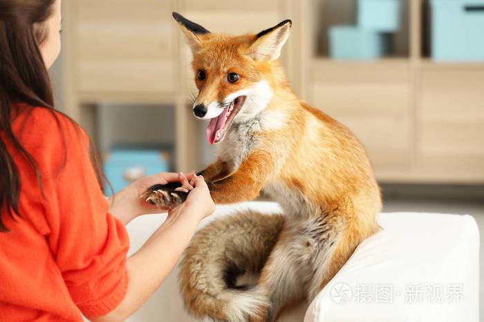宠物狐狸咬人吗图标