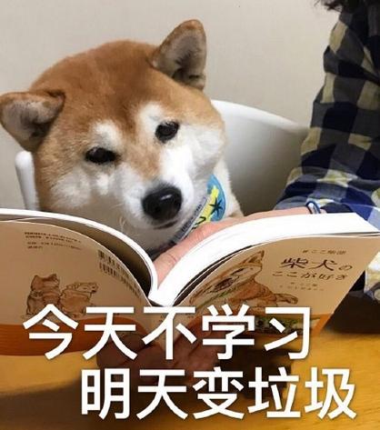 狗看书的图片