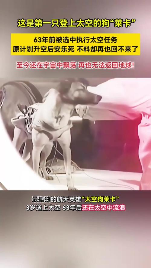 徕卡星球分红狗