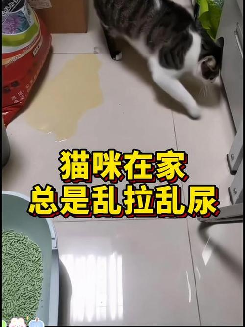 猫乱拉屎拉尿怎么教育