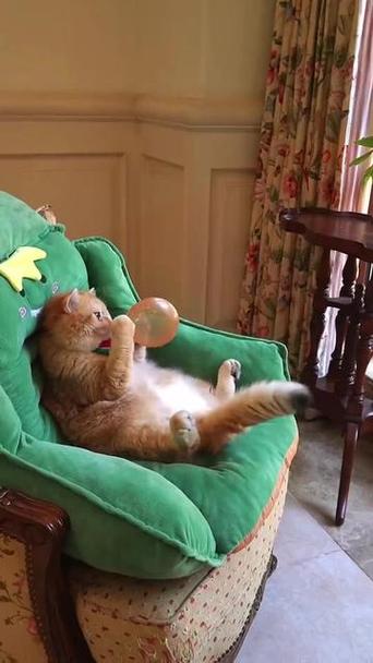 猫咪搞笑视频 笑死人缩略图
