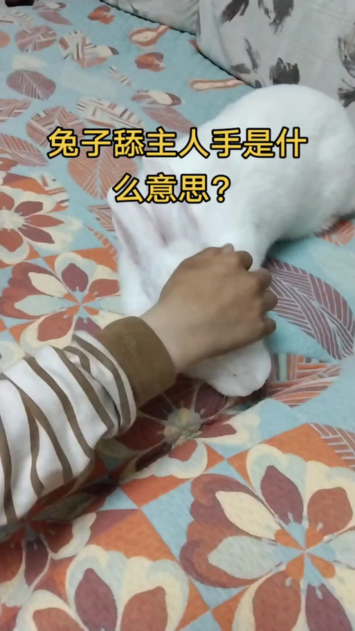 兔子为什么咬人