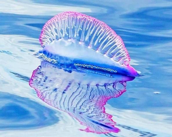 蓝圈水母