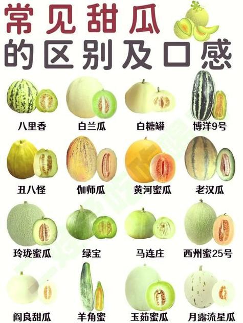 哪些品种的甜瓜最好吃图标