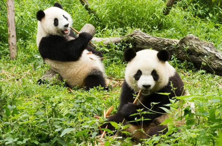 熊猫群是什么意思图标