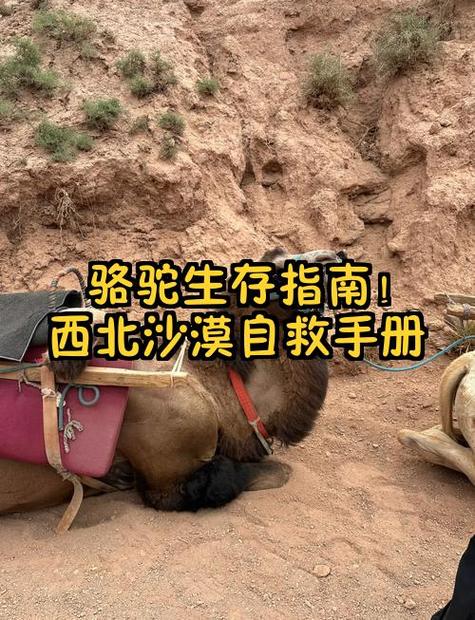 打开沙漠逃生图标