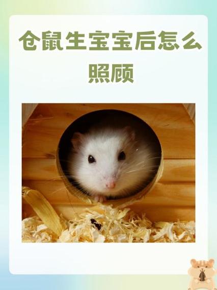 我已经弄死了5只仓鼠了