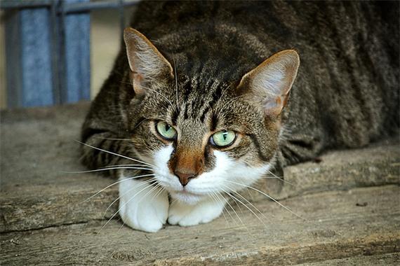 男人出去逮猫儿是什么意思