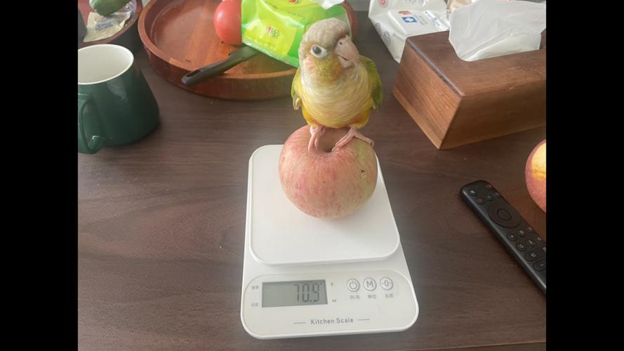 体重秤误差一般多大