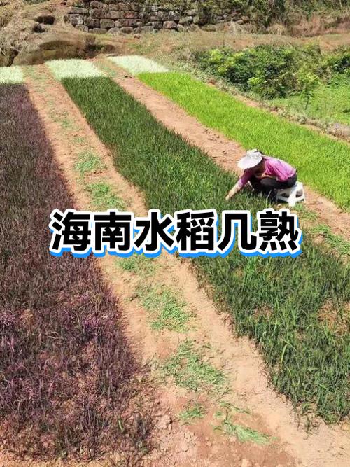 海南水稻最多一年几熟