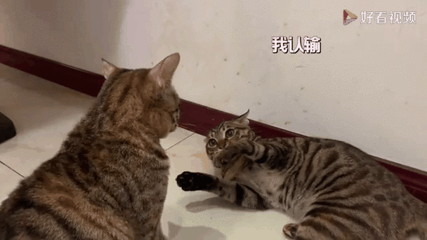 猫咪打主人是什么情况