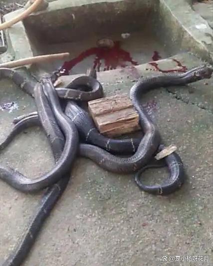 梦见打死条大蛇