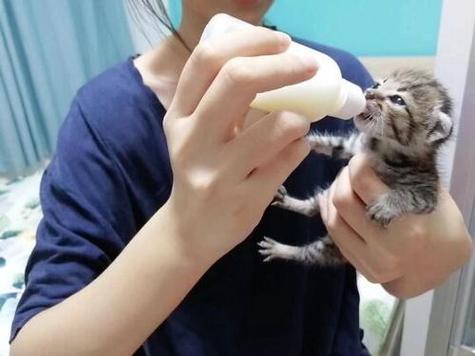 没有满月的猫咪怎么养活