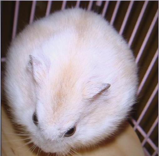 新手养仓鼠什么品种好