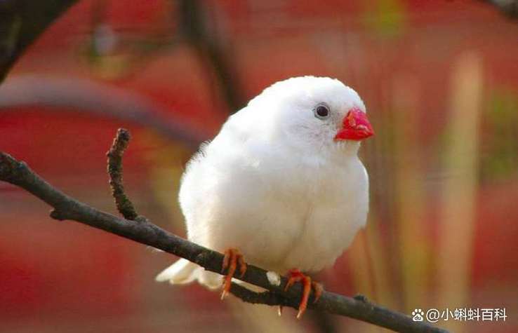 十大便宜好养的宠物鸟
