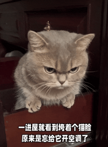 猫脸表情包缩略图