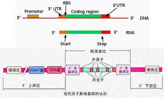 基因编码序列有多少位