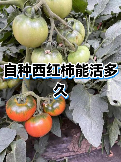 一株番茄能活几年