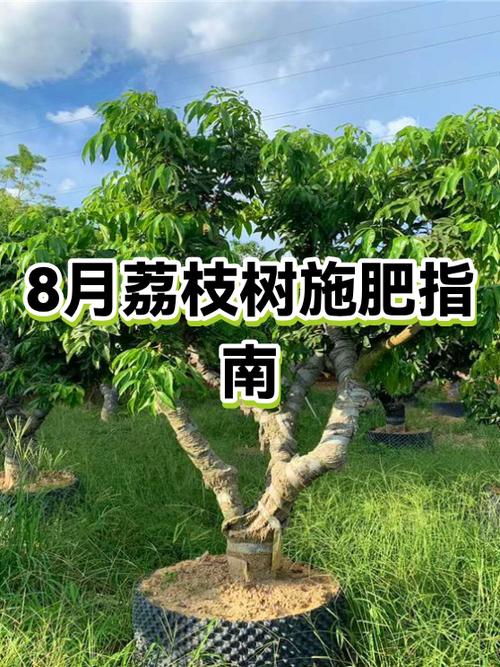 荔枝树最忌三种肥料截图