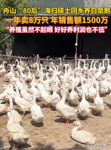 养鹅能赚多少钱一只缩略图