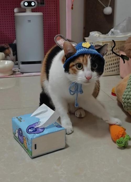 最近网上很火的猫