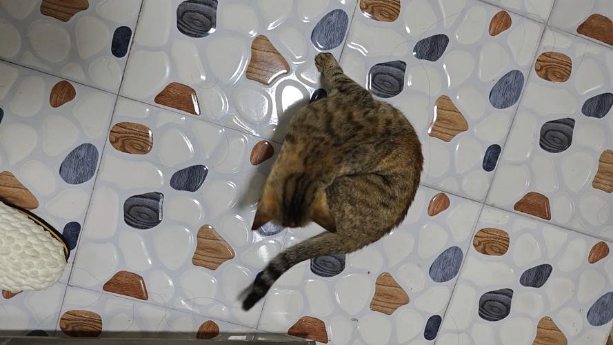 猫咪突然原地转圈圈