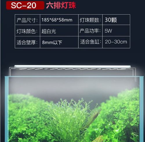 鱼缸照明一般几个小时合适