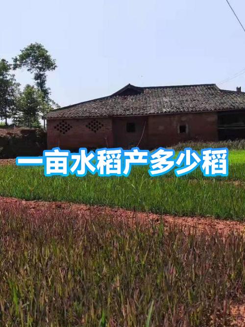 一亩地能收多少水稻