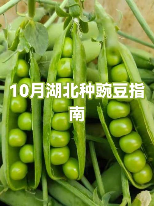 种豌豆的10大忌