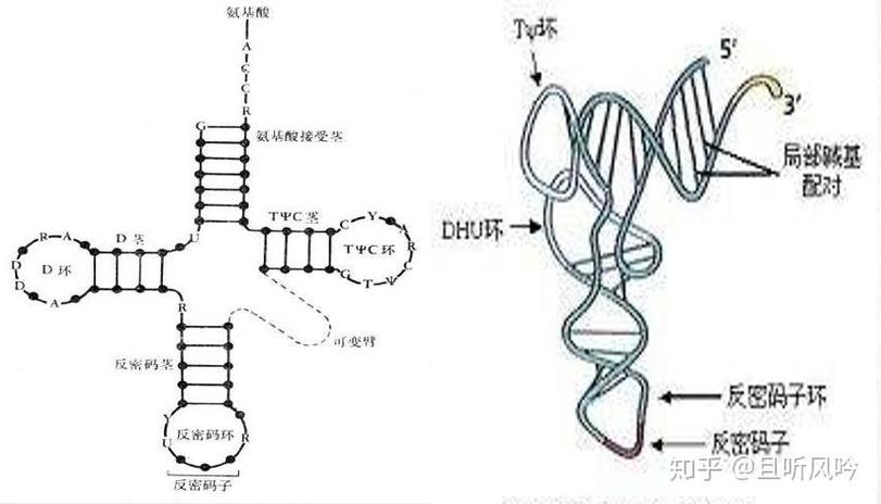 三级结构的特点