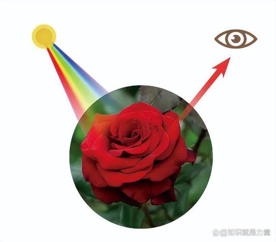 摄像头的原理是光的反射吗