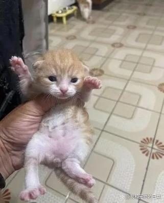 1只猫重多少kg缩略图