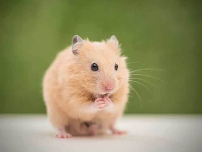 hamster英语怎么读