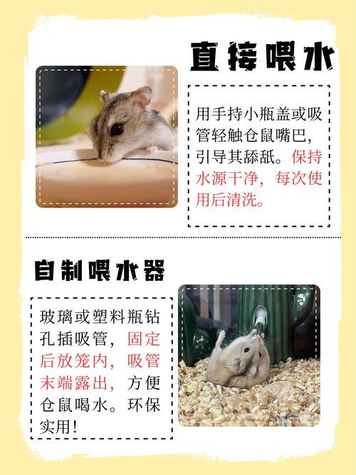 仓鼠溅水了怎么办