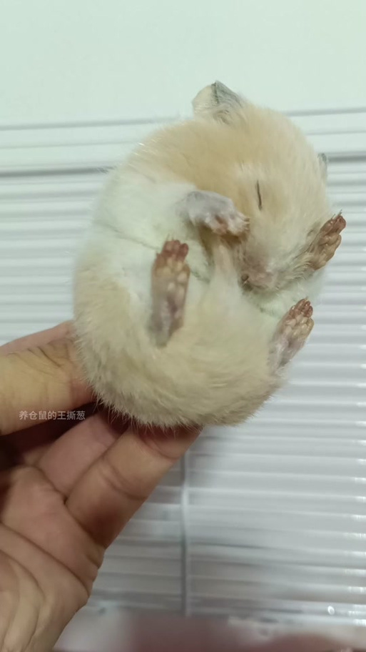 仓鼠不动了全身都软了