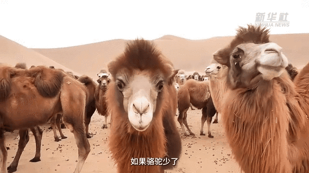 骆驼加油