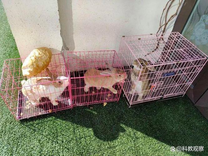 小迷和兔妹妹玩猫捉老鼠