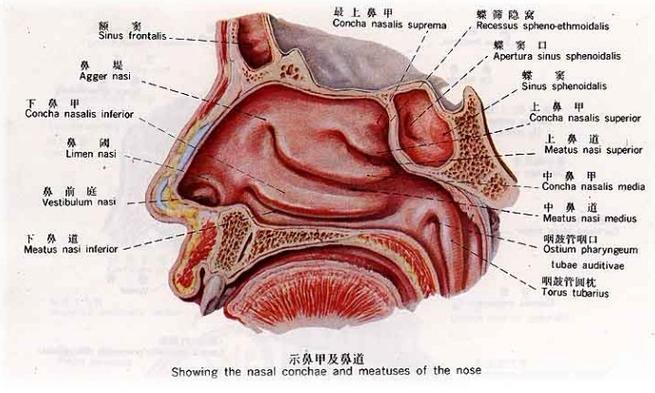 垫鼻子要垫哪种