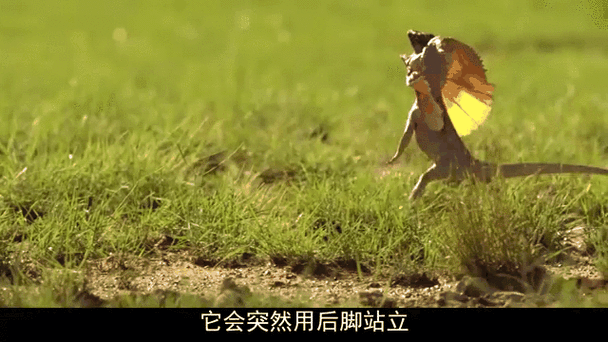 走路感觉往前抢缩略图