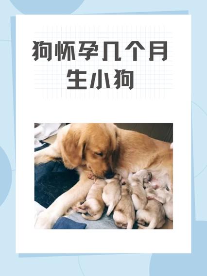 狗怀孕几个月下崽图标