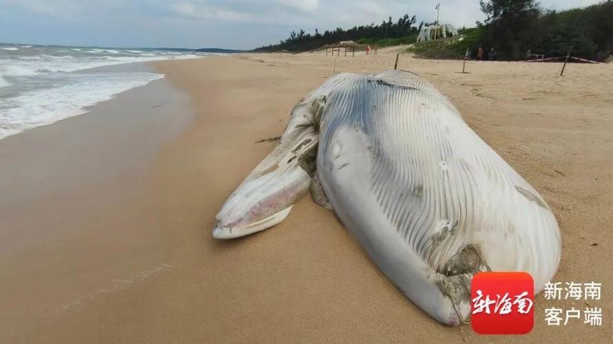 鲸鱼搁浅就必死吗