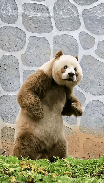 唯一一只不属于中国的熊猫
